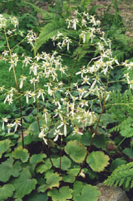Saxifraga cortusifolia var fortunei